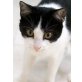 Schwarz-weißes Katzenkind Melinda, EKH Mix, Hauskatze - Katze