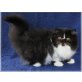 Schwarz-weißes Perserkätzchen, Perser Bicolor - Katze