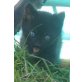 Schwarze Hauskatzen - Katze