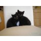 Schwarze Karthäuser Katzenbabies - Katze