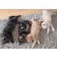 Schwarze Katze und Rot-Oranger Kater - Katze
