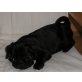 Schwarze), Mops Welpen - Rüde