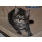 Schwarze Panther & braune Maine Coon Tiger, Maine Coon - Katze