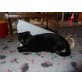 Schwarze Schönheit sucht tolles zu Hause - Kater