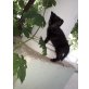 Schwarze baby katzchen , Hauskatzen - Kater