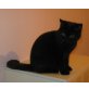 Schwarzer Britisch Kurzhaar Kater , Britisch Kurzhaarkatze - Kater