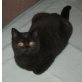 Schwarzer Britisch Kurzhaar Kater , Britisch Kurzhaarkatze - Kater