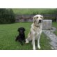 Schwarzer Golden Retriever Mischling Welpen - Rüde