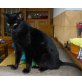 Schwarzer Kater - Kater