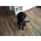 Schwarzer Labrador Rüde 2,5 Jahre alt! - Rüde