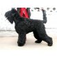 Schwarzer Russischer Terrier - Rüde
