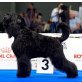 Schwarzer Russischer Terrier Welpen - Hündin