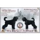 Schwarzer Russischer Terrier Welpen - Rüde