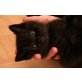 Schwarzes BKH Kitten mit Stammbaum, Britisch Kurzhaarkatze - Kater