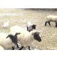 Schwarzköpfiges Fleischschaf - weiblich