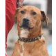 Scooby 5 - Pflegestelle Österreich, Rhodesien Ridgeback-Staff-Mix - Rüde