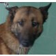 Scooby 6, Malinois-Mischlingsrüde - Rüde