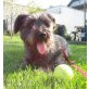 Scooby,lieber,kleiner Familienhund, Mischling - Rüde