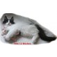 Scooter, Norwegische Waldkatze - Kater