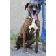 Scot, Boxer-Mix - Rüde