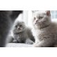 Scottisch Strite - Katze
