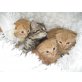 Scottish Fold, Schottische Faltohrenkatze - Kater