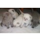 Scottish Fold, Schottische Faltohrenkatze - Katze