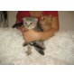 Scottish Fold, Schottische Faltohrenkatze - Katze
