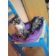 Scottish Fold - Thai Siam Babys - Katze