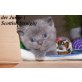 Scottish Straigh und Fold - Katze