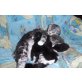 Scottish  fold - Kater