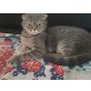 Scottish fold  - Katze
