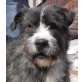 Scotty 5, Schnauzer Mischling - Rüde