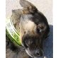 Scout, Schäferhund-Mischling Welpen - Rüde