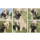Scout, wer bringt im das Hunde 1x1 bei? Welpen - Rüde
