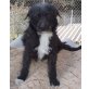 Scruffy, Wuschel-Mix - Rüde