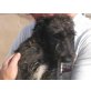 Scruffy, sucht Familie m. Hundekumpel - Rüde