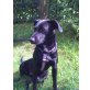 Scully, sucht dringend neue Familie - Hündin
