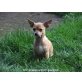 Seal, Chihuahua kurzhaariger Schlag Welpen - Rüde