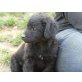 Sean, Mischling Welpen - Rüde