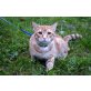 Sebastian, Europäische Kurzhaarkatze - Kater