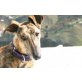 Sebastian, Galgo Español - Rüde