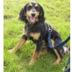 Sebastian, Spaniel-Mischling - Rüde