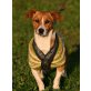 Sebestyen, Jack Russel Mischling - Rüde