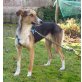 Secelia, Windhund-Mix - Hündin