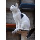 Seelchen, Europäische Kurzhaarkatze - Katze
