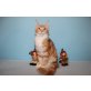 Sehr Verschmuster Maine Coon Kater Genius, Maine Coon - Kater