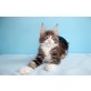 Sehr menschenbezogener N-Wurf, Maine Coon - Kater