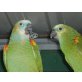 Sehr schönes Paar Blaustirnamazonen