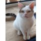 Sehr sozialer Miraculix sucht liebes Zuhause - Kater